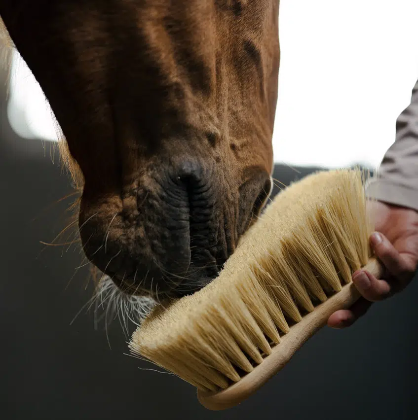 populär borste till häst från borstiq med mexfiber 7cm borst för damm smuts bra pris pälsvård häst kvalitetsborstar
