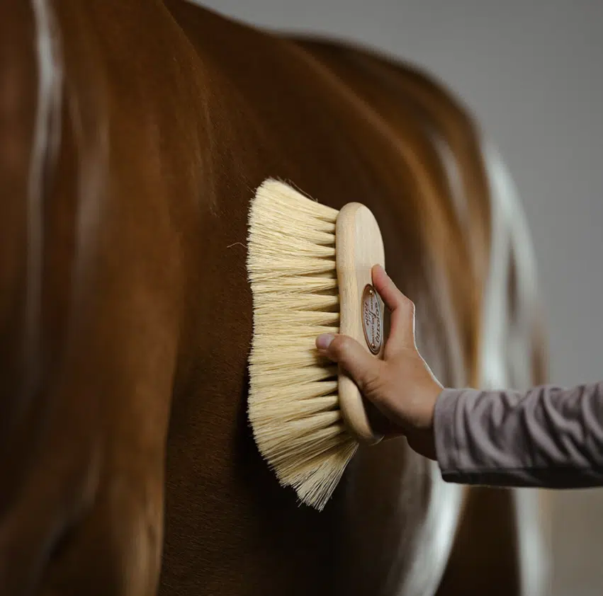 populär borste till häst från borstiq med mexfiber 7cm borst för damm smuts bra pris pälsvård häst kvalitetsborstar
