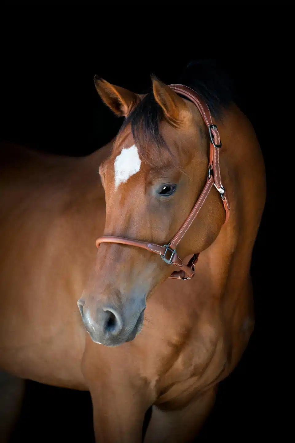 exklusiv prisvärd rundsydd lädergrimma till häst med anatomisk nacke i läder från catago bra pris hästutrustning fri frakt fraktfritt