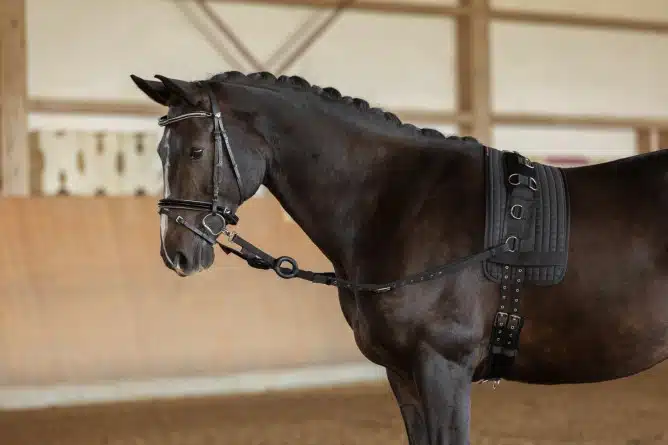 prisvärd billig inspänningstygel i nylon med gummiringar från covalliero vid longering för nybörjare bra pris hästutrustning