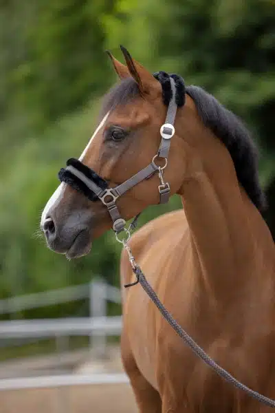 Nylongrimma Teddy - ClassicSoft - Bild 3