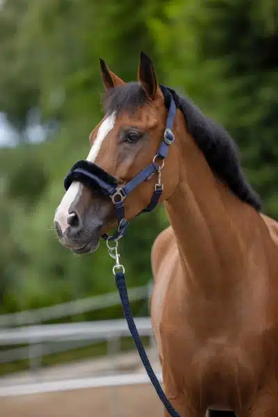 Nylongrimma Teddy - ClassicSoft - Bild 9