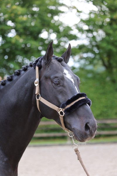 Nylongrimma Teddy - ClassicSoft - Bild 4