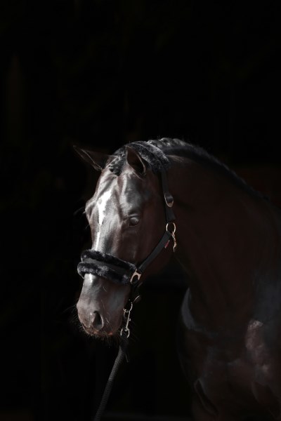 Nylongrimma Teddy - ClassicSoft - Bild 10