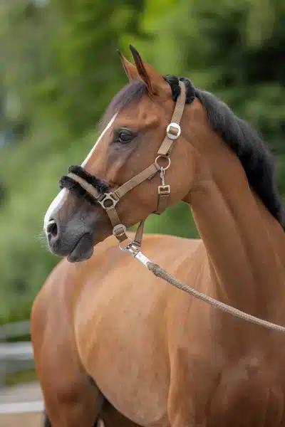 Nylongrimma Teddy - ClassicSoft - Bild 6