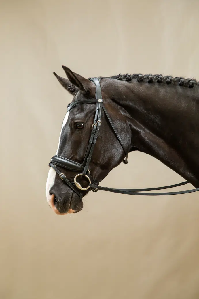 exklusivt prisvärd dressyrtränsmed bred pullbacknosgrimma från dyon working hög kvalité