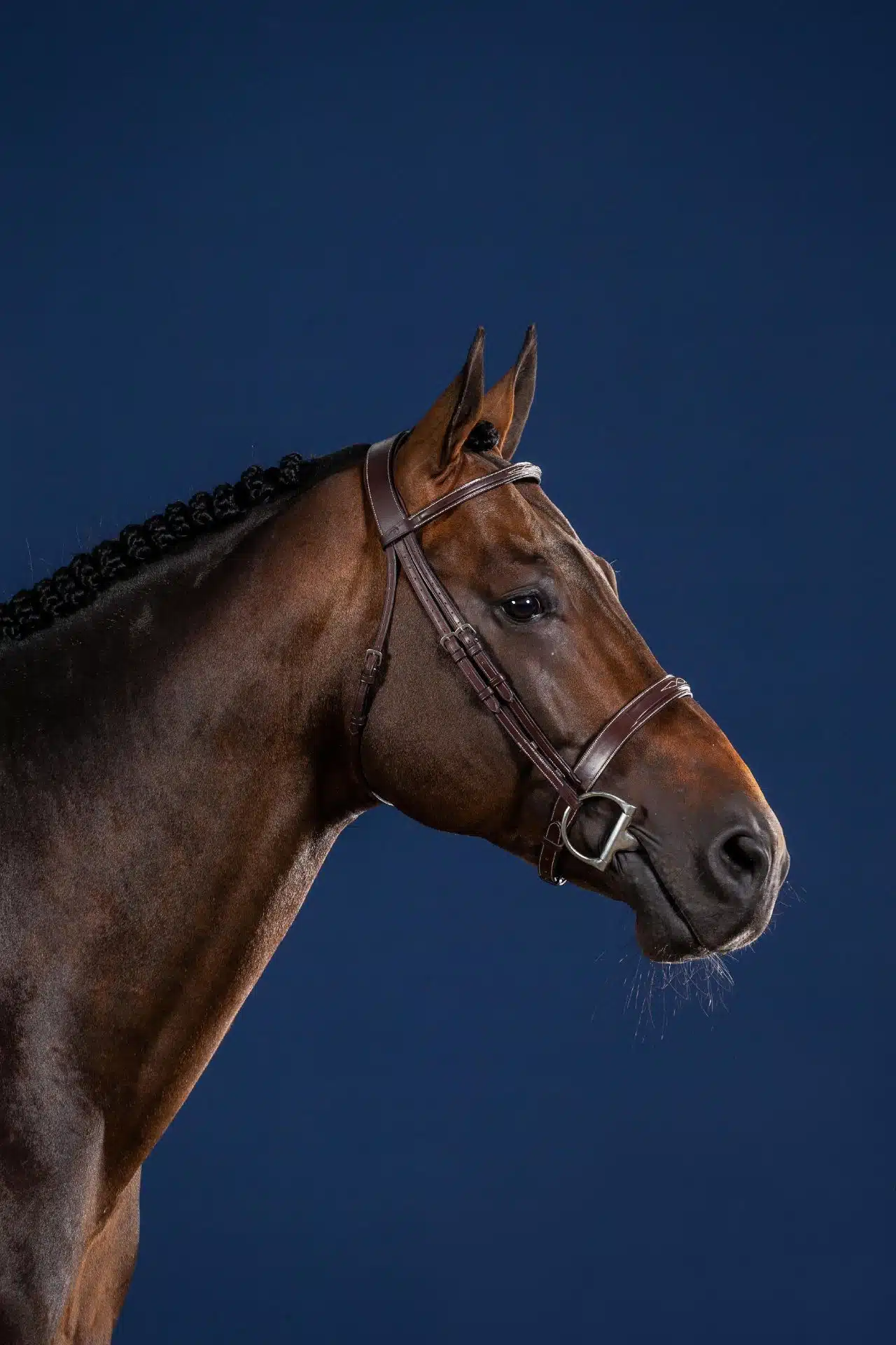 exklusivt träns till häst med klassisk bred engelsk nosgrimma från dyon hög kvalité hunter cavesson
