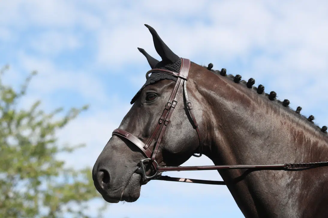 exklusivt träns till häst med klassisk bred engelsk nosgrimma från dyon hög kvalité hunter cavesson