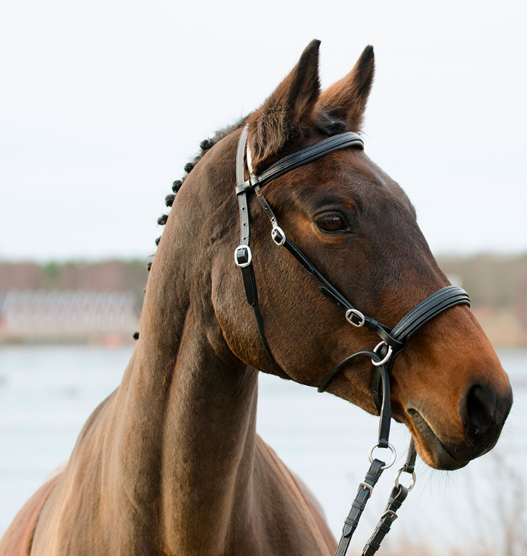 prisvärd träns bettlöst träns till häst i läder med kryss under ganasch från globus sport winnetou när du inte vill eller kan ha bett på din häst bra pris hästutrustning fri frakt fraktfritt