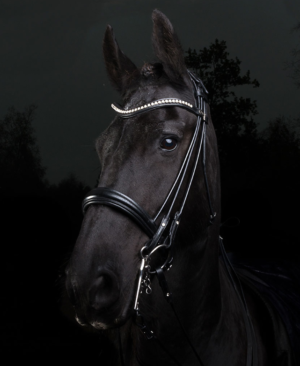 stilrent exklusivt kandar kandarträns till häst med bling rundsytt med spännen vid nacke pullbacknosgrimma från globus sport Arthur bra pris hästutrustning fri frakt fraktfritt