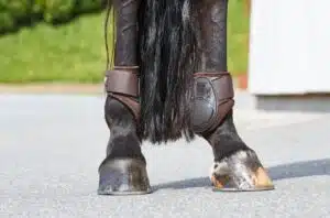 ventilernade benskydd kotskydd bakskydd till hoppning unghäst godkända med hybrid teknologi från catago young horse bra pris hästutrustning benskydd fri frakt fraktfritt