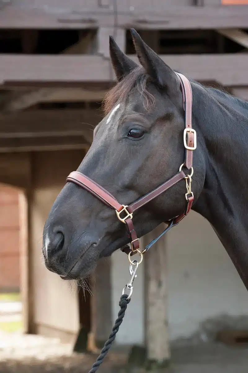 mjukt trevlig prisvärd fölgrimma läder grimma till föl mässingspännen från horse guard bra pris hästutrustning ryttare