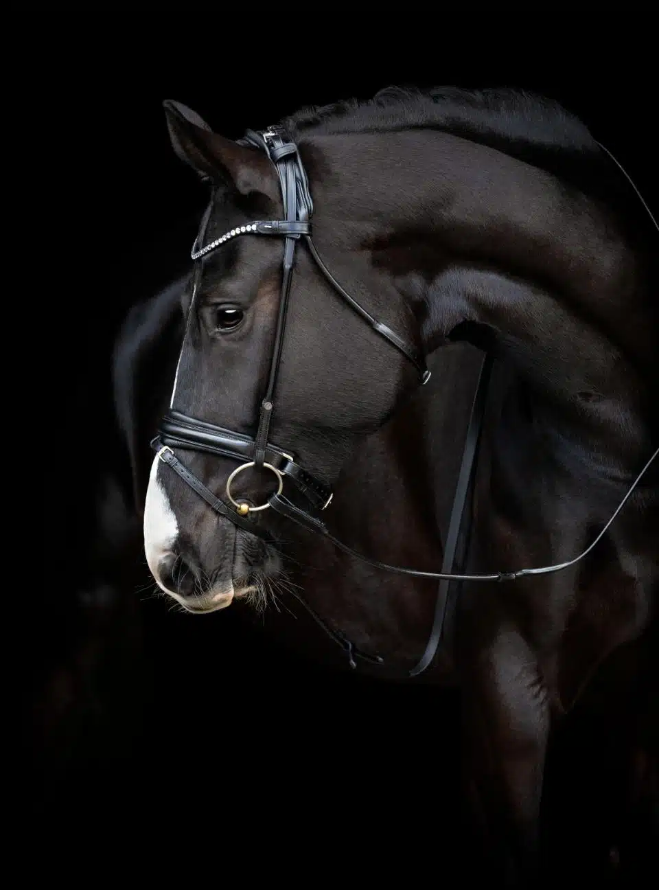 exklusivt träns dressyrträns med ergonomiskt nackstycke rundsytt bling pannband pullbacknosgrimma till häst från horse guard shay bra pris hästutrustning träns