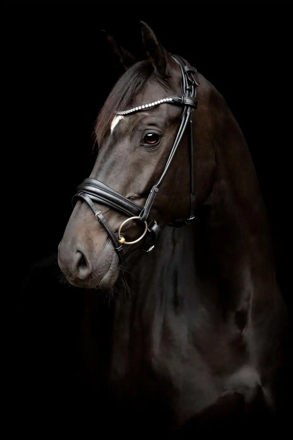 exklusivt träns dressyrträns med ergonomiskt nackstycke rundsytt bling pannband pullbacknosgrimma till häst från horse guard shay bra pris hästutrustning träns