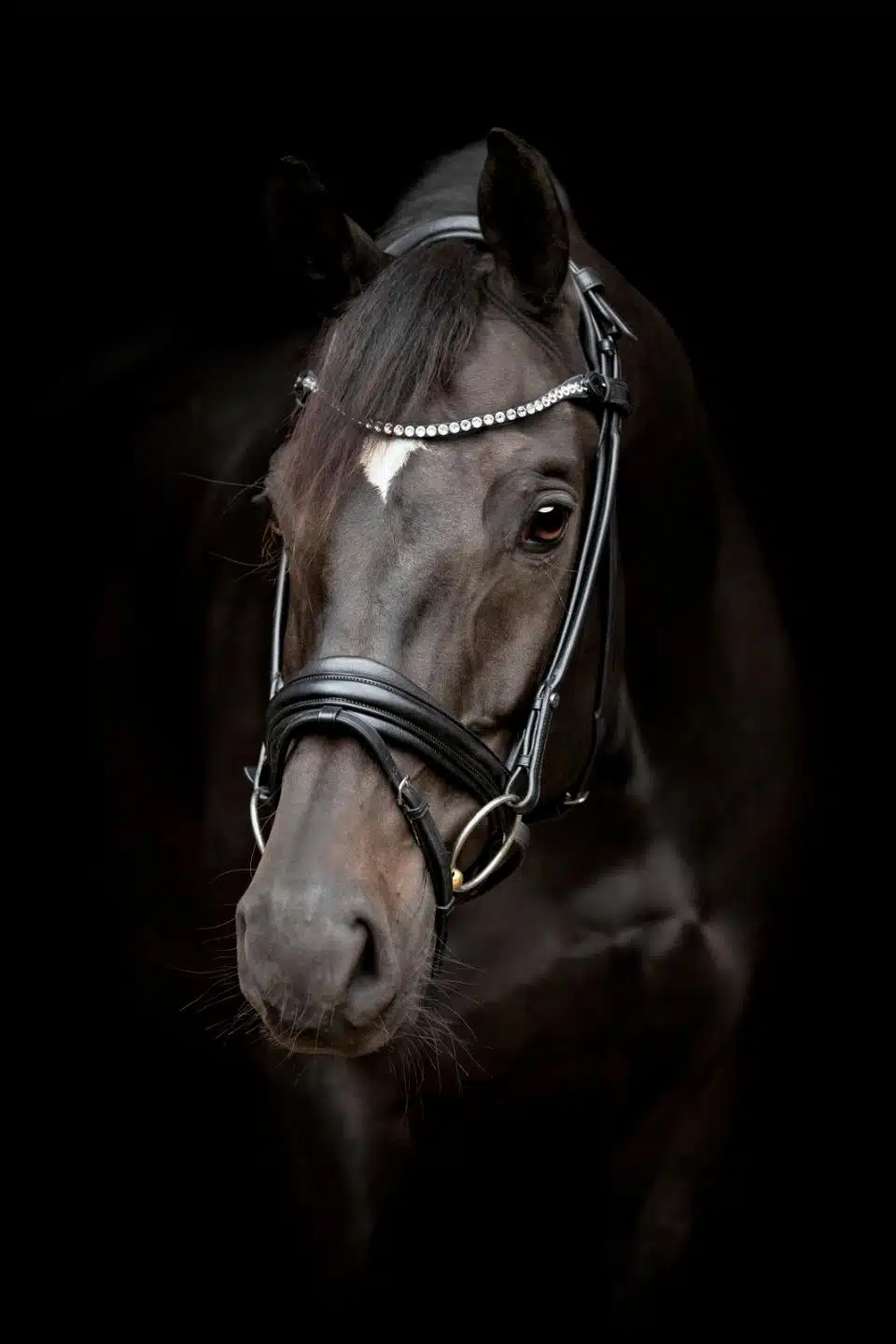 exklusivt träns dressyrträns med ergonomiskt nackstycke rundsytt bling pannband pullbacknosgrimma till häst från horse guard shay bra pris hästutrustning träns