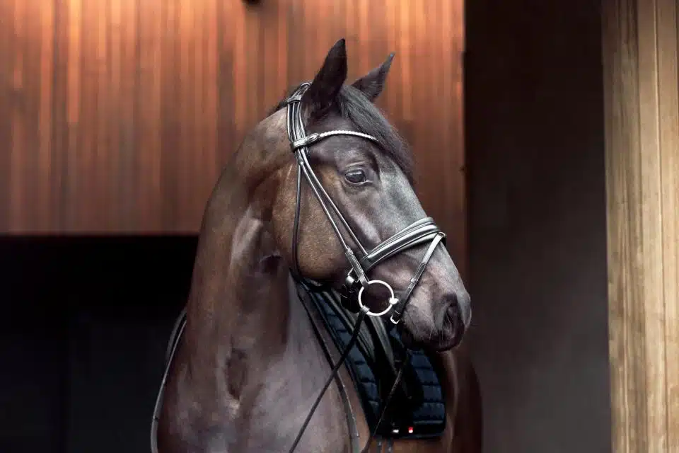 exklusivt träns dressyrträns med ergonomiskt nackstycke rundsytt bling pannband pullbacknosgrimma till häst från horse guard shay bra pris hästutrustning träns
