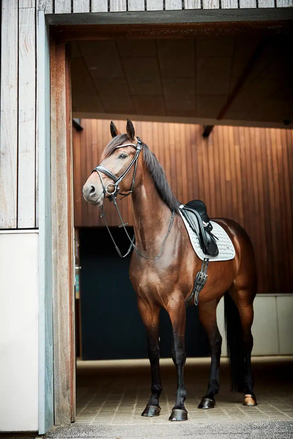 prisvärt dressyrschabrak till häst från horse guard kora med glansig yta bra passform cool dry foder transporterar bort svett värme bra pris hästutrustning sadeltillbehör