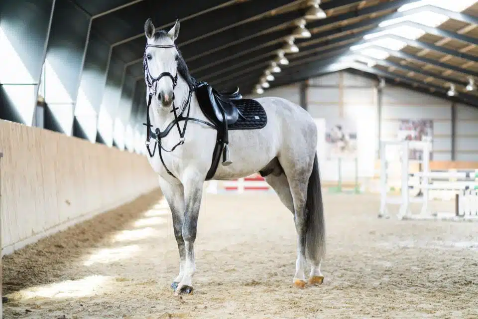 prisvärd 5-punkts förbygel med martingal till häst bra passform bra rörelsefrihet för hästen från horse guard bra pris hästutrustning träns hjälptygel brösta