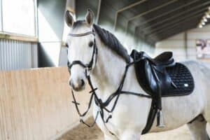 prisvärd 5-punkts förbygel med martingal till häst bra passform bra rörelsefrihet för hästen från horse guard bra pris hästutrustning träns hjälptygel brösta