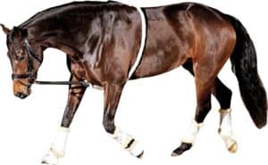 prisvärd billig inspänningstygel longeringshjälp till häst elastisk får hästen att sänka huvudet nacken från horse guard bra pris hästutrustning