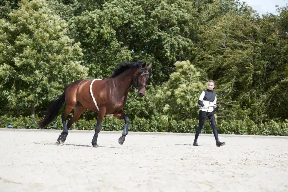 prisvärd billig inspänningstygel longeringshjälp till häst elastisk får hästen att sänka huvudet nacken från horse guard bra pris hästutrustning