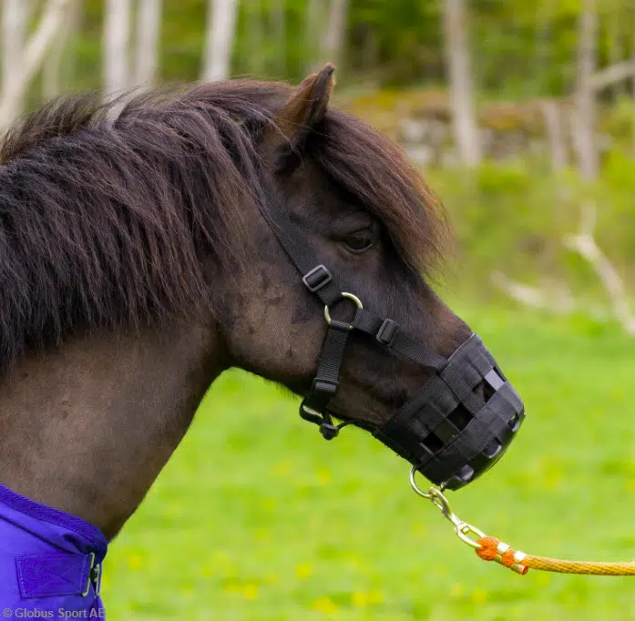 prisvärd effektiv gräsreducerare betesreducerare munkorg muzzle i textil med rem för nacken från Globus Sport förhindrar övergödning fetma fång övervikt bra pris sommarskydd hästutrustning