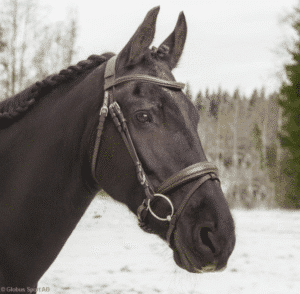 prisvärt stilrent mjukt träns med pullbacknosgrimma till häst bred anatomiskt nackstycke bra pris från globus sport indra havanna brunt hästutrustning fri frakt fraktfritt