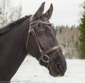prisvärt stilrent mjukt träns med pullbacknosgrimma till häst bred anatomiskt nackstycke bra pris från globus sport indra havanna brunt hästutrustning fri frakt fraktfritt
