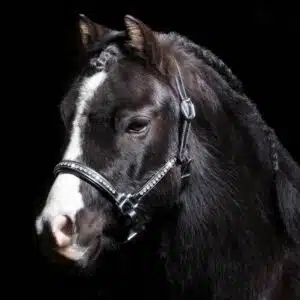 trevlig exklusiv lädergrimma till häst med strass bling stenar från globus sport anastasia grimma bra pris hästutrustning fri frakt fraktfritt