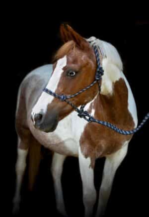 prisvärd stabil repgrimma med grimskaft från horse guard till häst för arbete från marken mer kontroll vid promenad longering bra pris hästutrustning