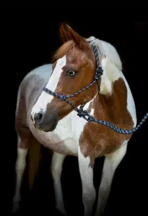 prisvärd stabil repgrimma med grimskaft från horse guard till häst för arbete från marken mer kontroll vid promenad longering bra pris hästutrustning