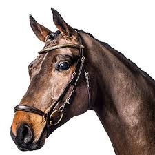 prisvärt trevligt klassiskt remontträns träns med remontnosgrimma för unghäst från horse guard klinkers bra pris hästutrustning fri frakt fraktfritt