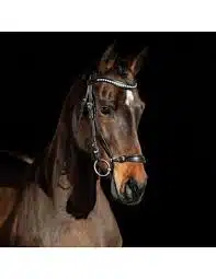 prisvärt trevligt träns med remontnosgrimma remontträns från horze bergen för unghäst med justerbar nosgrimma bra pris hästutrustning fri frakt fraktfritt