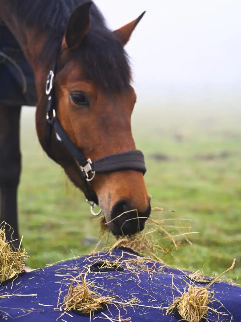 smidig effektiv höpåse hökudde till häst från horse guard pillow som kan användas i hage box för en långsammare utfodring slowfeed bra pris hästutrustning stall ryttare