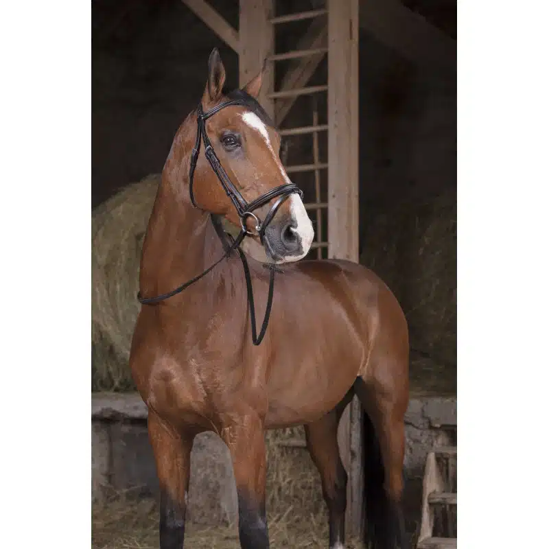 prisvärd bred lädertygel gummiinsida från norton pro hel i läder med martingalstopp silverspännen bra pris hästutrustning ridning ryttare